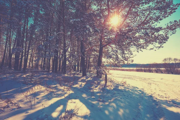 Kış Güneşli Bir Günde Çam Ormanının Kenarı Karlı Orman Kar — Stok fotoğraf