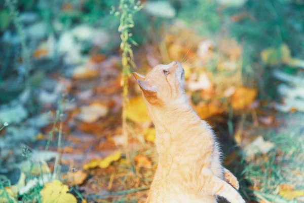 Süße Lustige Ingwerkatze Bettelt Garten — Stockfoto