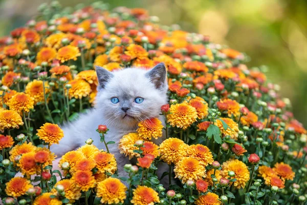Cute little kitten in the garden in chrysanthemum flowers