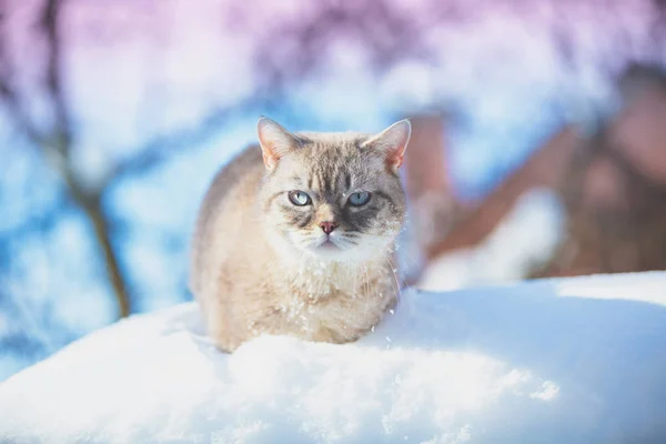 Roztomilá Siamské Kočka Sedí Zimě Hlubokém Sněhu — Stock fotografie