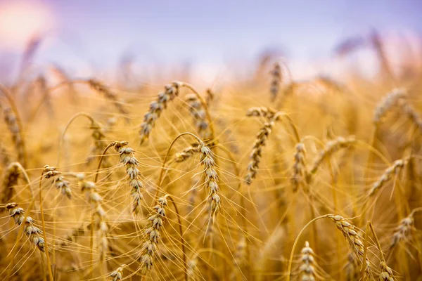 Campo Trigo Dorado Atardecer Hermosa Naturaleza —  Fotos de Stock