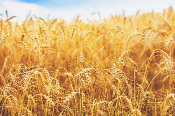 Золотое Пшеничное Поле Закате Красивая Природа — стоковое фото