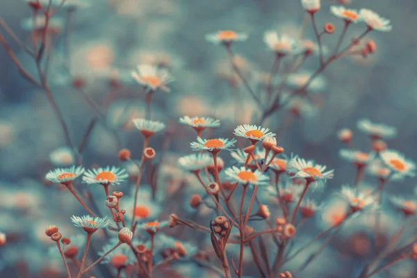 Vintage Erigeron Virágok Gyönyörű Természet Virágok Háttér Tavaszi Természeti Háttér — Stock Fotó