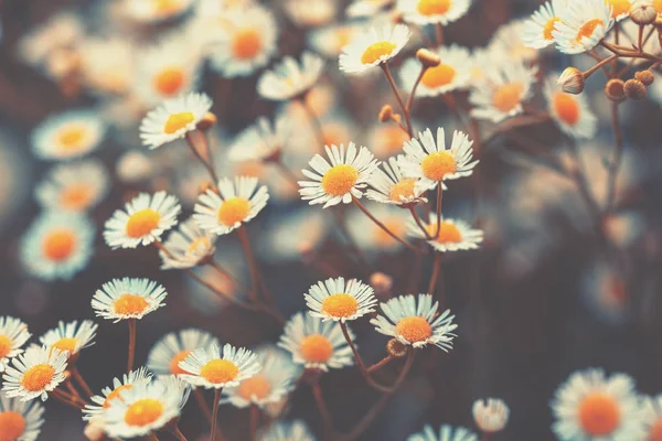 ヴィンテージエリゲロンの花 美しい自然の花の背景 春の自然の背景 — ストック写真