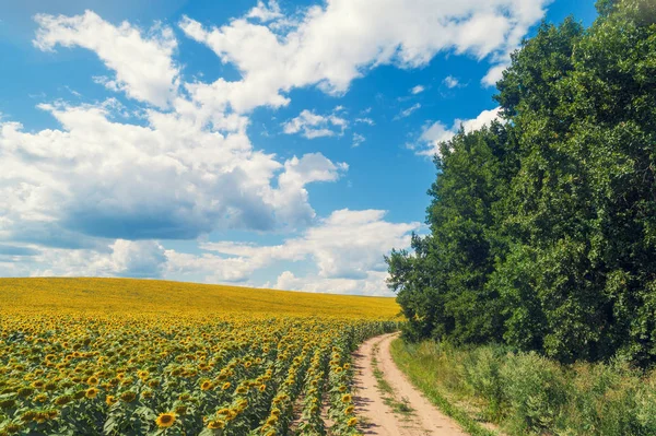 Ayçiçeği Tarlası Boyunca Kırsal Toprak Yol Pitoresk Ayçiçeği Alanı Üst — Stok fotoğraf