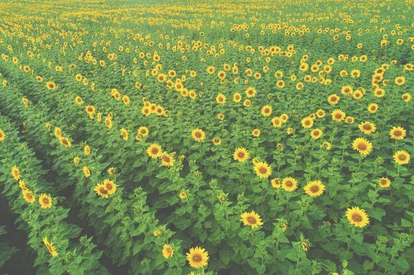 Sommerlandschaft Mit Blühenden Sonnenblumen Schönes Sonnenblumenfeld Luftaufnahme Hintergrund Natur — Stockfoto