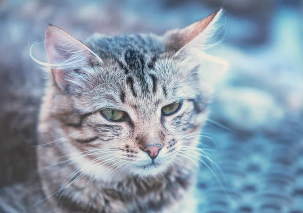 Potret Kucing Siberia Biru Berlidah — Stok Foto