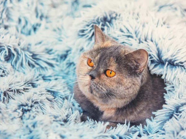Симпатичная Кошка Выглядывает Мягкого Шерстяного Синего Одеяла Кошка Завернута Одеяло — стоковое фото