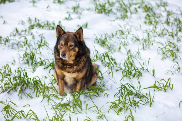 Собака Гуляет Зеленому Полю Покрытому Первым Снегом — стоковое фото
