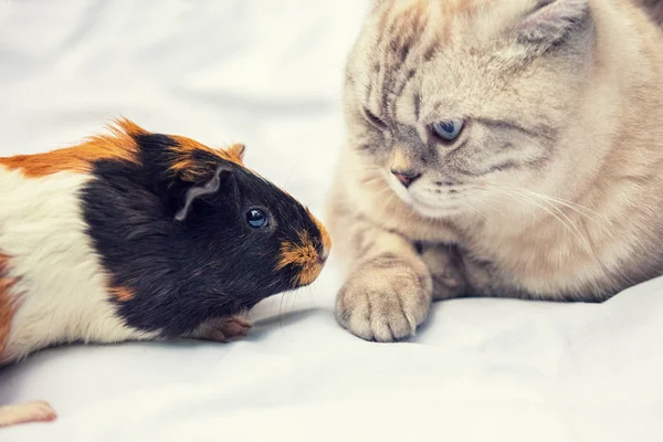 Funny pets. Cat and guinea pig are best friends. The cat lying near a guinea pig and looks at each other