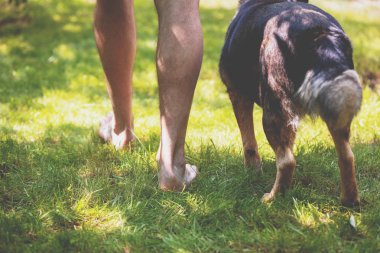 Yaz aylarında yeşil çimüzerinde köpek ile yalınayak yürüyen adam