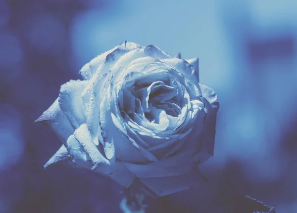 Вінтажний Квітковий Фон Роза Саду — стокове фото