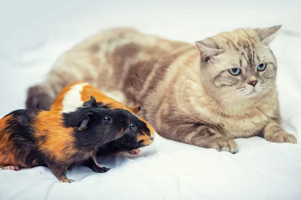Cat with two guinea pigs lying together on a white blanket