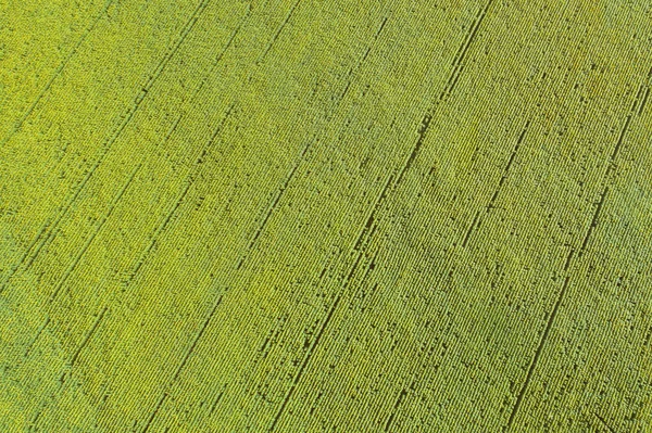 Zomer Landschap Met Zonnebloemen Luchtfoto Van Het Prachtige Zonnebloem Veld — Stockfoto