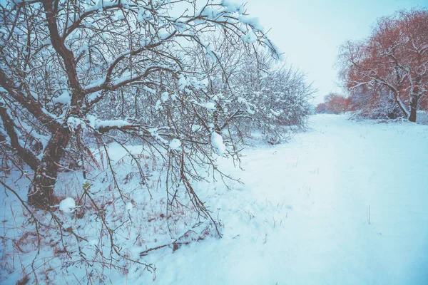 Kar Yağışında Kış Manzarası Donmuş Meyve Bahçesi Doğa Kış Arka — Stok fotoğraf