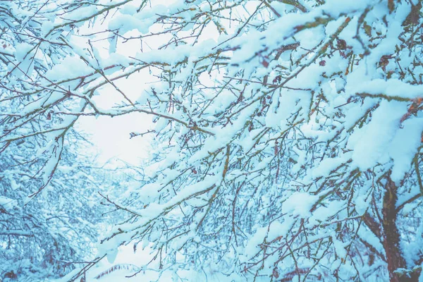 冬季景观在降雪 冰冻的果园 自然冬季背景 雪林被雪覆盖的树木 冬季自然 圣诞节背景 乡村景观 — 图库照片