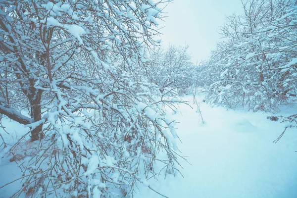 Winterlandschaft Bei Schneefall Gefrorene Obstplantage Natur Winter Hintergrund Verschneiter Wald — Stockfoto