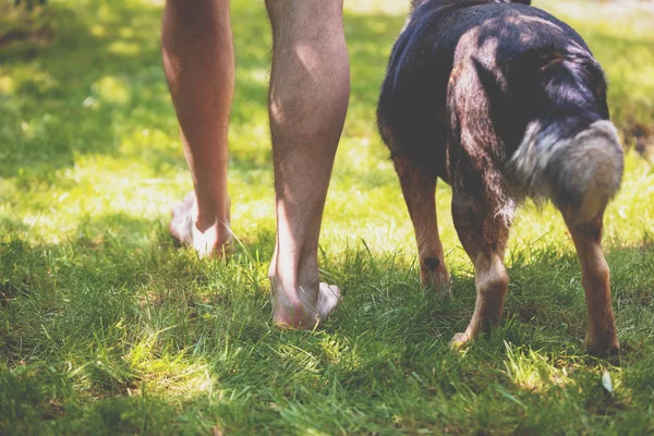 夏の緑の芝生の上で犬と裸足で歩く男 — ストック写真