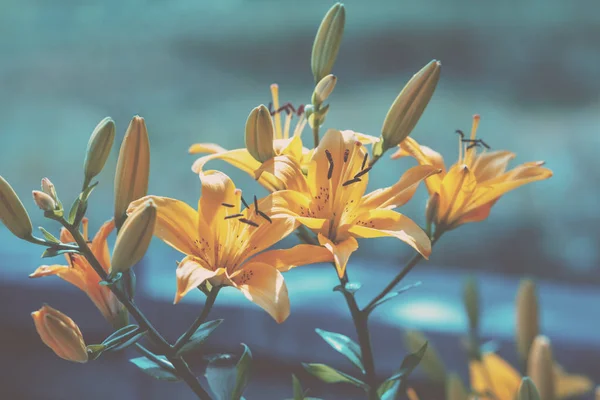 Vintage Ανθοφορίας Άνθη Κρίνο Φυσικό Φόντο Λουλουδιών — Φωτογραφία Αρχείου
