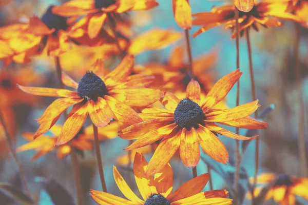 Винтажные Цветущие Цветы Rudbeckia Hirta Черноглазая Сьюзен Летнем Саду Природа — стоковое фото