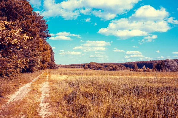 Güzel bir mavi bulutlu gökyüzü ile Kırsal manzara, ekilebilir alan ve orman arasında toprak yol. Akşamları kırsal kesimde. Sonbahar manzarası