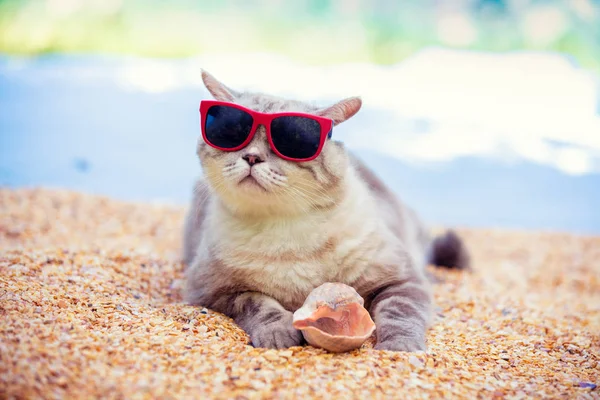Забавный Домашний Питомец Портрет Кота Солнечных Очках Лежащего Пляже Кошка — стоковое фото