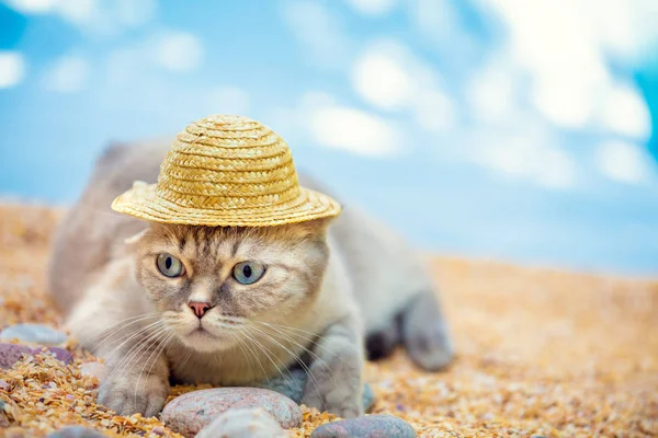 Funny cat outdoors in summer. Cat wearing straw sun hat relaxing on the beach