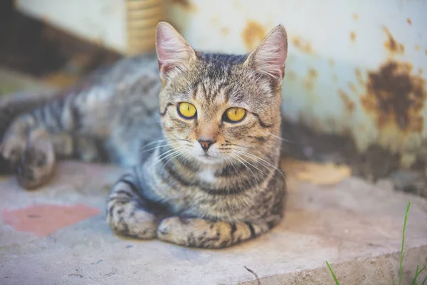 Ładny Szary Kot Siedzący Dworze Yard — Zdjęcie stockowe