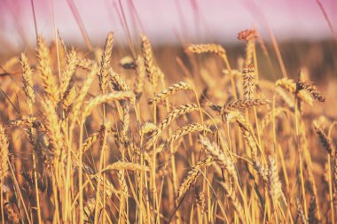 Gün batımında altın buğday tarlası. Güzel doğa