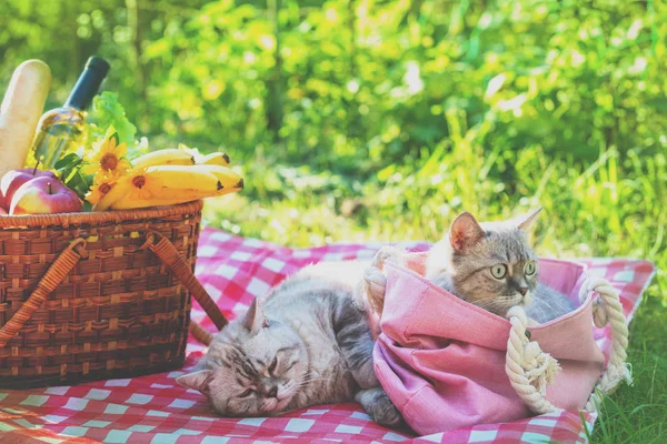 Dos Gatos Acostados Una Manta Cerca Una Cesta Picnic Día —  Fotos de Stock