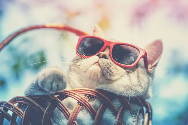 Portrait of a funny cat wearing sunglasses lying in a basket outdoors in summer. Cat enjoying summer and looking at the sun