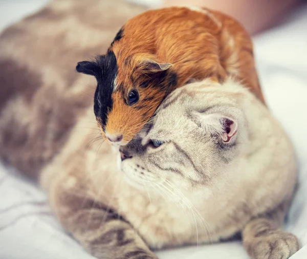 Funny pets. Cat and guinea pig are best friends. Guinea pig sitting on the head of the cat