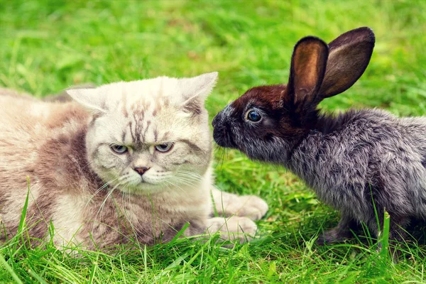 Cat and rabbit lying together outdoors on the grass in spring. Cat and rabbit are best friends