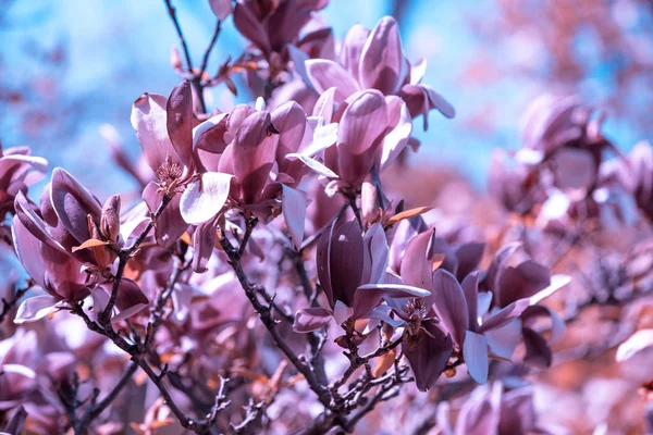 Цветущие Цветы Магнолии Весной Фон Натуральных Старинных Цветов — стоковое фото