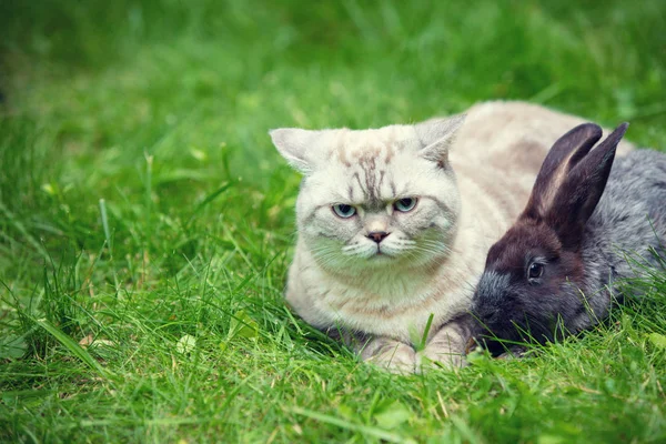 Cat and rabbit lying together outdoors on the grass in spring. Cat and rabbit are best friends