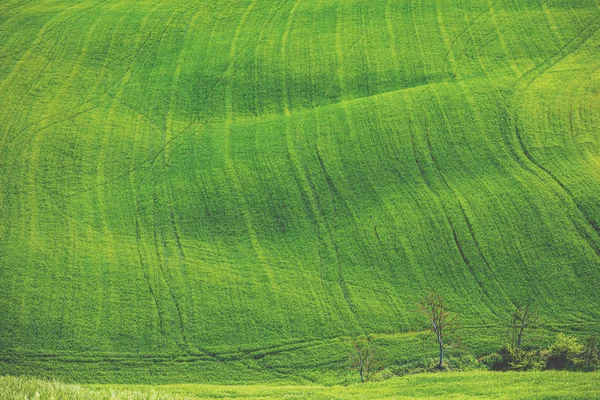 Krásná Krajina Jarní Příroda Travní Textura Přírodní Krajina Pohled Shora — Stock fotografie