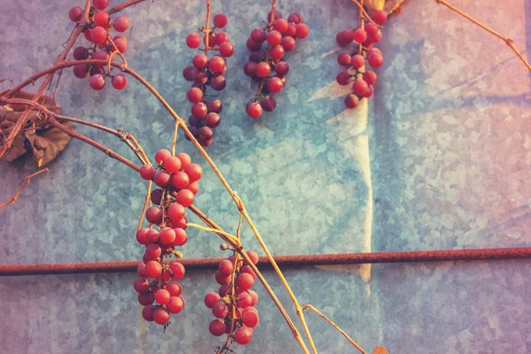 Red Wine Grapes Grapevine Metal Background — Stock Photo, Image