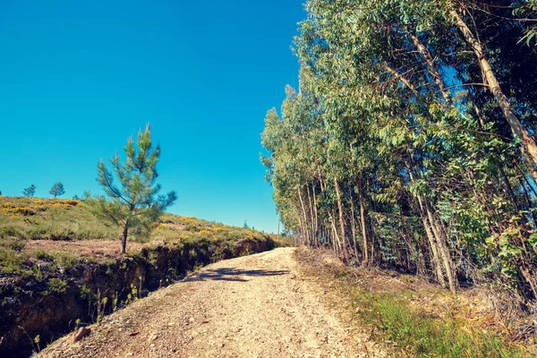 Paisagem Com Uma Estrada Rural Longo Bosque Eucalipto Paisagem Rural — Fotografia de Stock