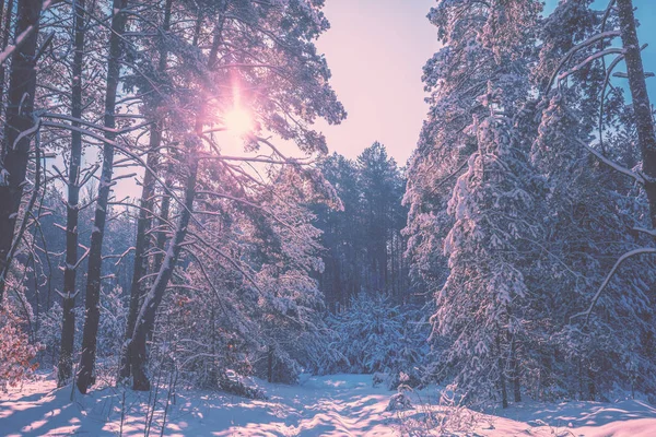 Natureza Fundo Inverno Bela Paisagem Cênica Floresta Nevada Pinhais Cobertos — Fotografia de Stock