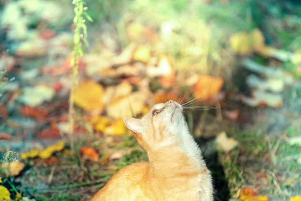 Cute Funny Ginger Cat Begging Garden — Stock Photo, Image