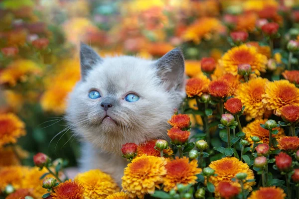 Cute Little Kitten Ogrodzie Kwiaty Chryzantema — Zdjęcie stockowe