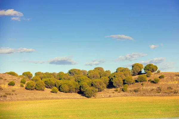 Landschaft Mit Ackerflächen Und Kiefernhainen Horizont Ländliche Landschaft Zeitigen Frühjahr — Stockfoto