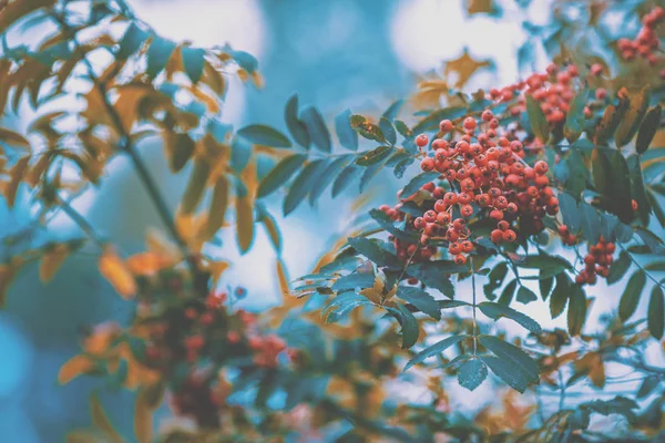 Rote Eberesche Auf Dem Ast Vor Blauem Himmel Eberesche Natur — Stockfoto