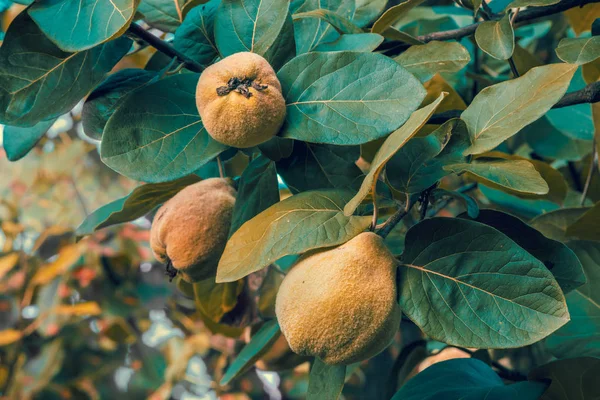 Fruta Marmelo Árvore Frutífera Com Folhagem Cor Vintage Pomar Frutas — Fotografia de Stock