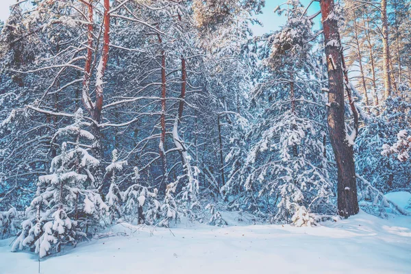 Kış Manzarası Çam Karlı Orman Karla Kaplı Ağaçlar — Stok fotoğraf