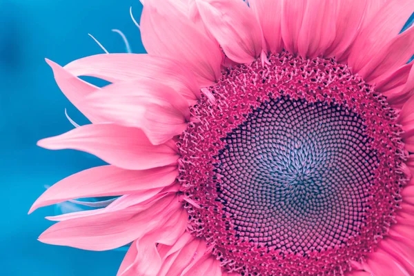 Sunflower in a trendy color. Flower background. Beautiful sunflower in artistic pink color against a blue background