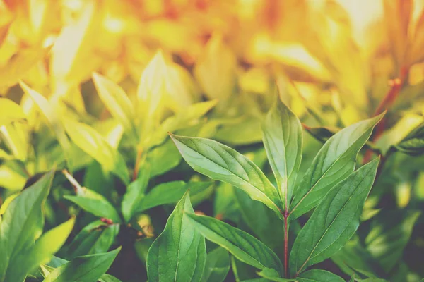 Pfingstrosenstrauch Einem Garten Zeitigen Frühjahr Natur Hintergrund Pfingstrosengrüne Blätter Bei — Stockfoto