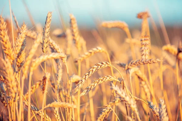 Campo Trigo Dorado Atardecer Hermosa Naturaleza —  Fotos de Stock