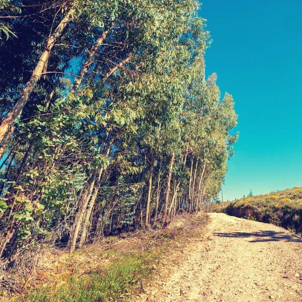 Landscape with a country road along eucalyptus grove. Rural landscape