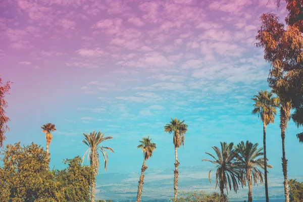 Пейзаж Северном Израиле Пальмы Галилейского Моря Рано Утром Градиентный Цвет — стоковое фото